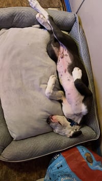 Bruno - Photo 4