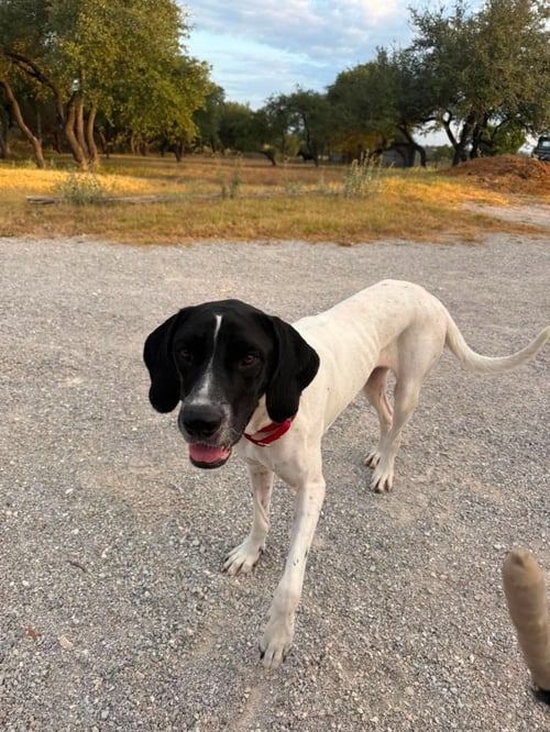 VENUS - Great Dane available for adoption