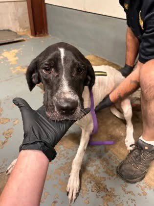 VENUS - Great Dane available for adoption