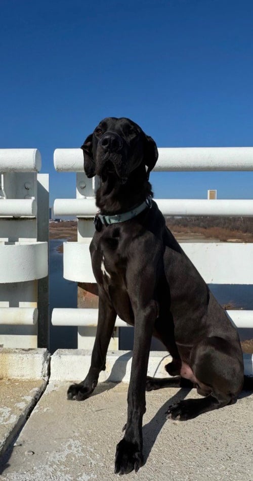 DROGI - Great Dane available for adoption