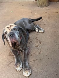 Ruby - Photo 1
