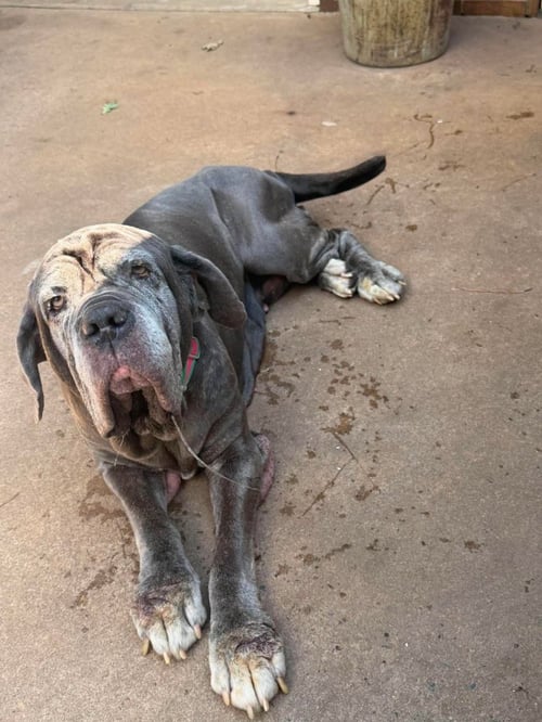 RUBY - Mastiff available for adoption