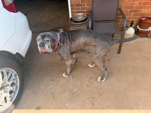 RUBY - Mastiff available for adoption