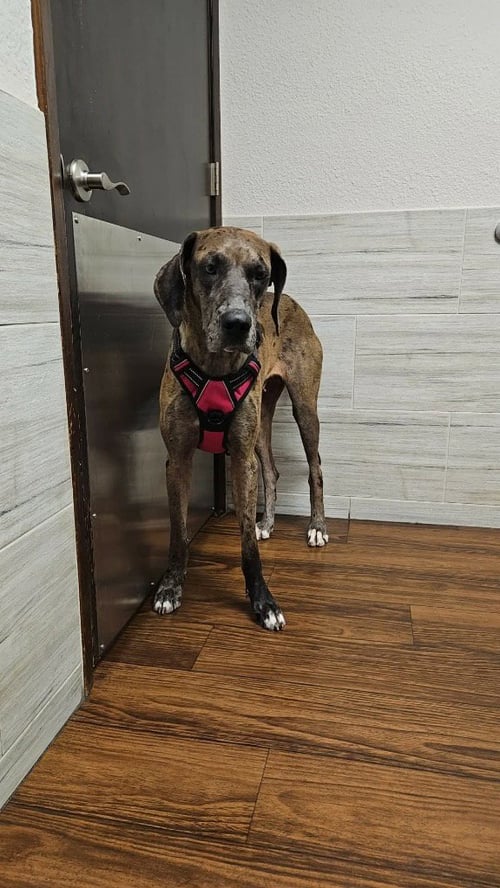 ASTRA - Great Dane available for adoption