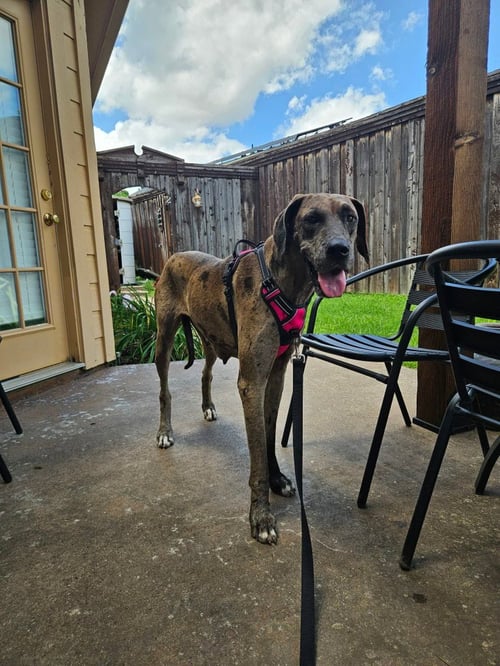 ASTRA - Great Dane available for adoption