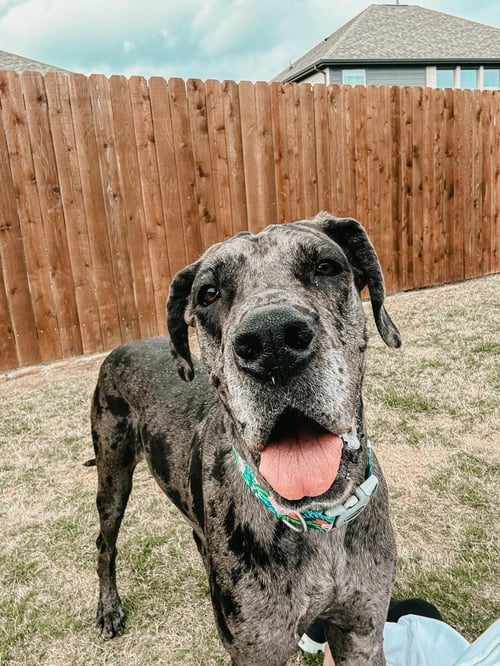 JAYNE - Great Dane available for adoption