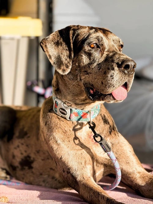 JAYNE - Great Dane available for adoption