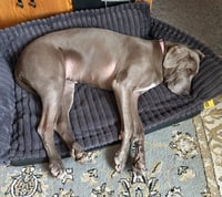Gus - Photo 2