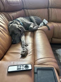 Gus - Photo 4