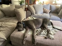 Gus - Photo 3