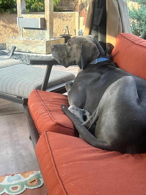 GUS - Great Dane available for adoption