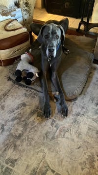 Gus - Photo 4