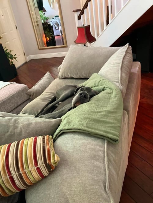GUS - Great Dane available for adoption