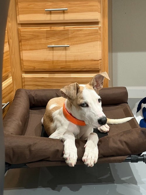 DANA - Great Dane available for adoption