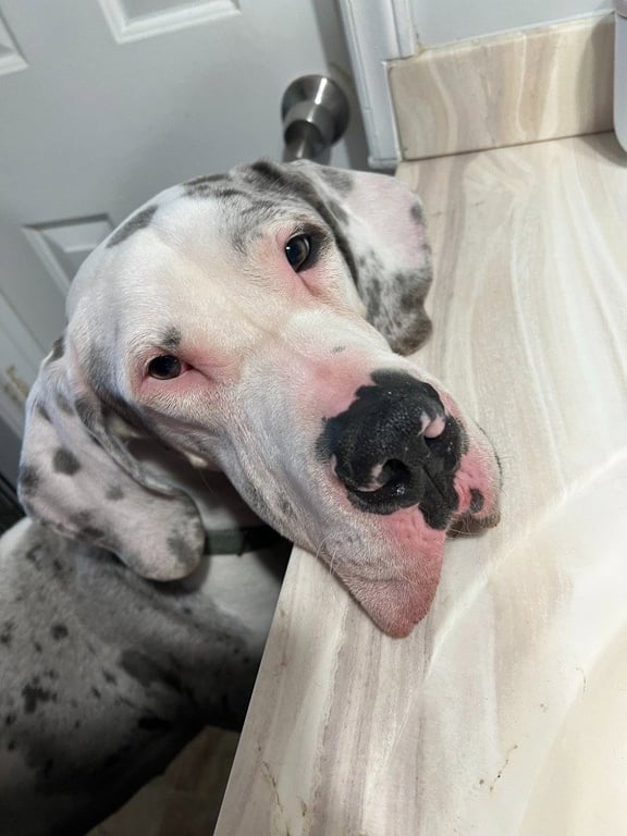 Koga Image