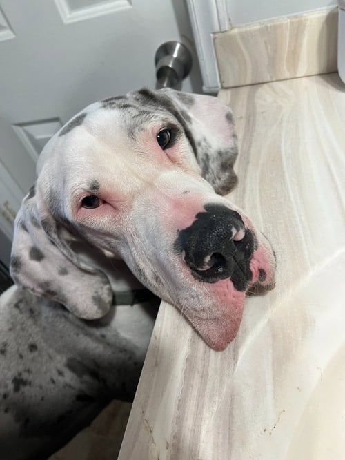 KOGA - Great Dane available for adoption
