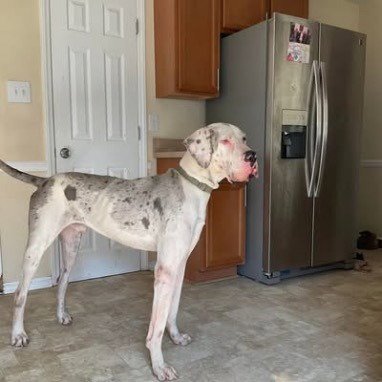 KOGA - Great Dane available for adoption