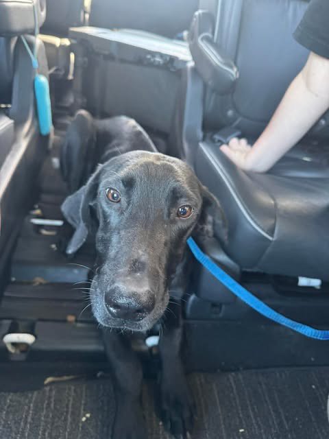 COLLINS - Great Dane available for adoption