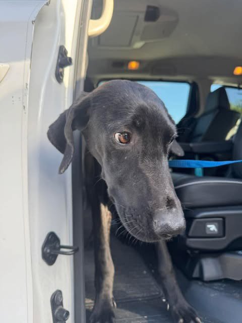 COLLINS - Great Dane available for adoption