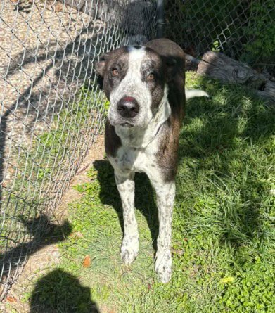 WINDSOR - Great Dane / Catahoula Leopard Dog available for adoption