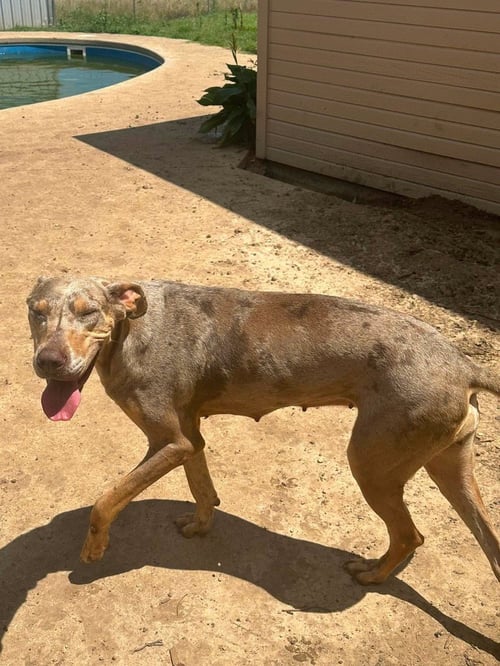 IVORY - Great Dane available for adoption