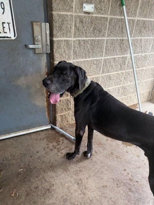 BISHOP - Great Dane available for adoption