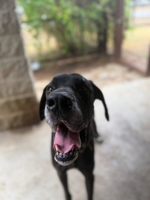 BISHOP - Great Dane available for adoption