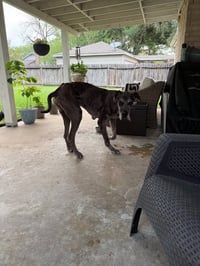 Oscar Doo - Photo 3
