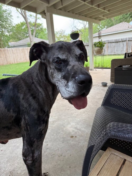 OSCAR DOO - Great Dane available for adoption