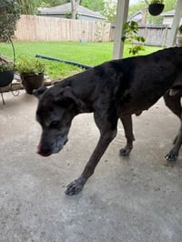 Oscar Doo - Photo 2
