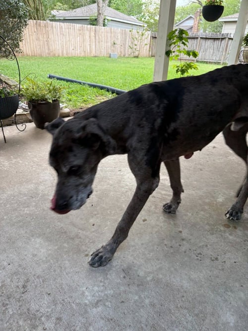 OSCAR DOO - Great Dane available for adoption