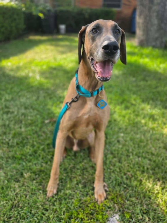 Scooby Doo Image
