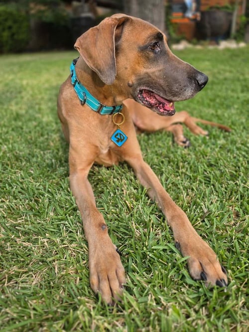 SCOOBY DOO - Great Dane available for adoption