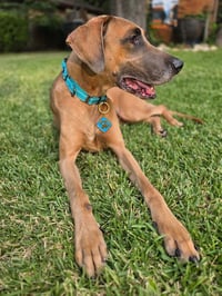 Scooby Doo - Photo 3