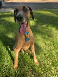 Scooby Doo - Photo 4
