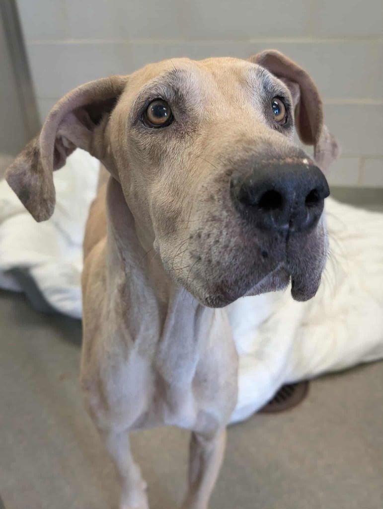 SPARROW - Great Dane / Hound available for adoption