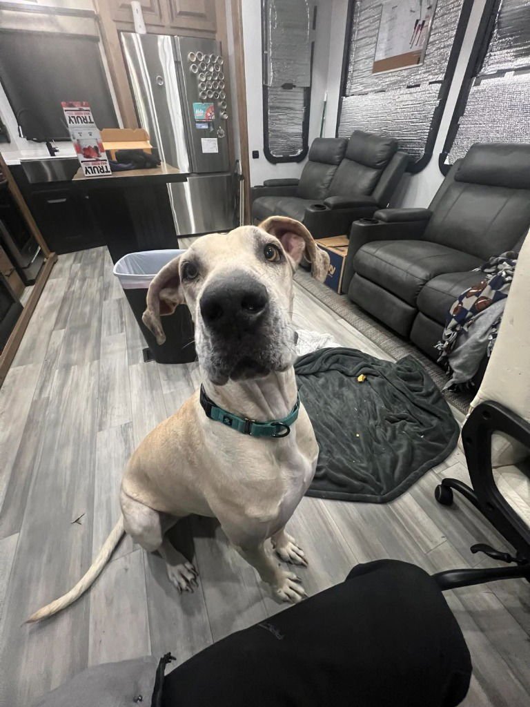 SPARROW - Great Dane / Hound available for adoption