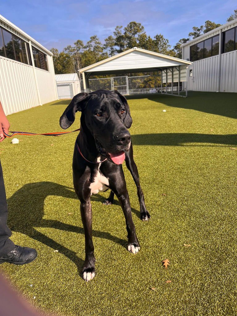 LOTTIE - Great Dane available for adoption