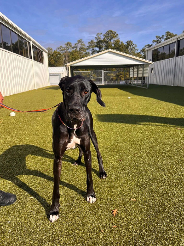 LOTTIE - Great Dane available for adoption
