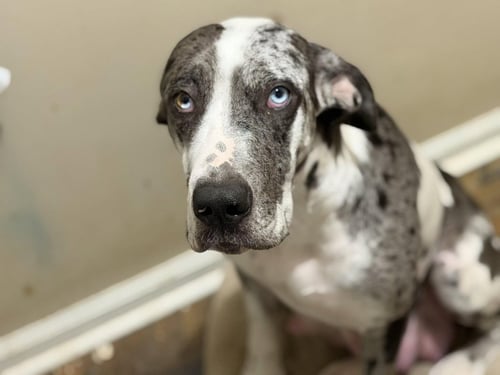 CLOVER - Great Dane available for adoption