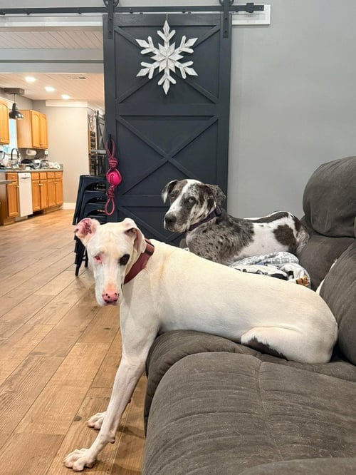 CLOVER - Great Dane available for adoption