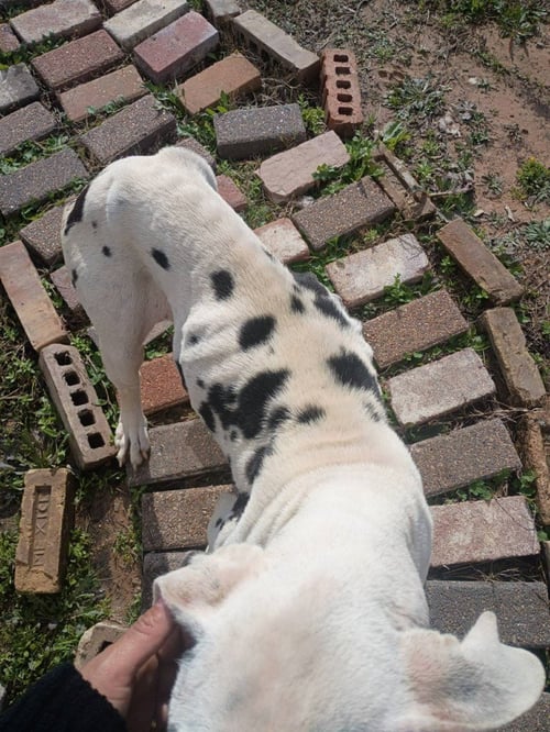 HOPE - Great Dane available for adoption