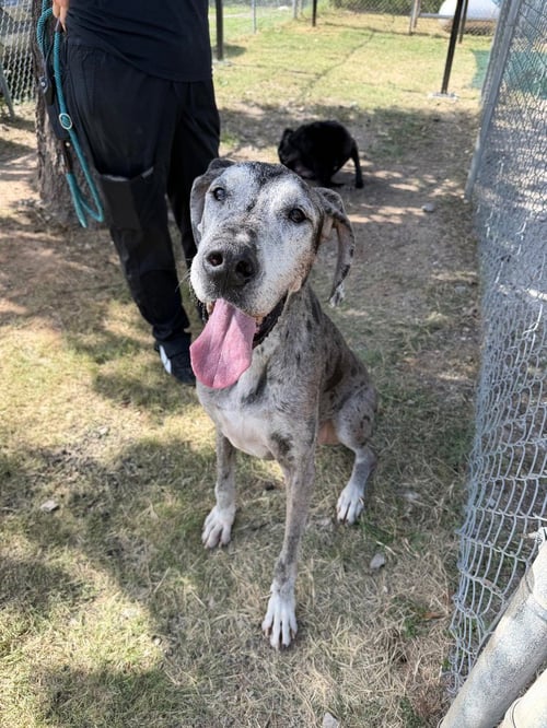 RAIN / STORMI - Great Dane available for adoption