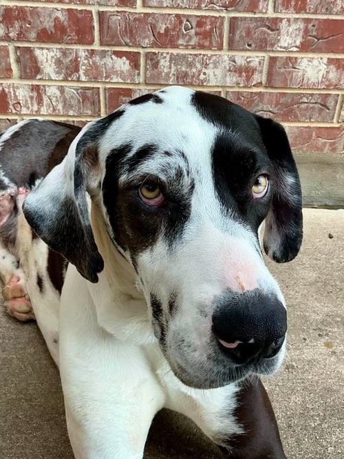 MARSHALL - Great Dane available for adoption
