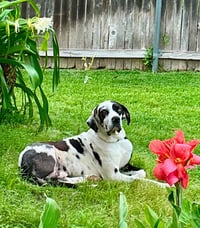 Marshall - Photo 3