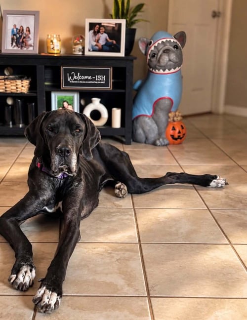 FREYA ROSE - Great Dane available for adoption