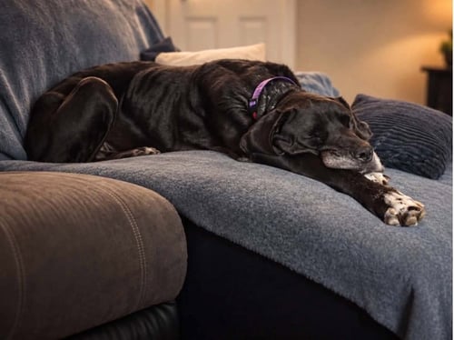 FREYA ROSE - Great Dane available for adoption