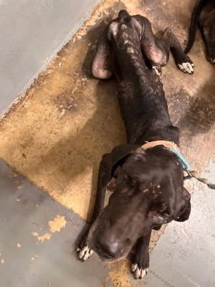 FREYA ROSE - Great Dane available for adoption