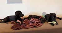 Binx - Photo 3