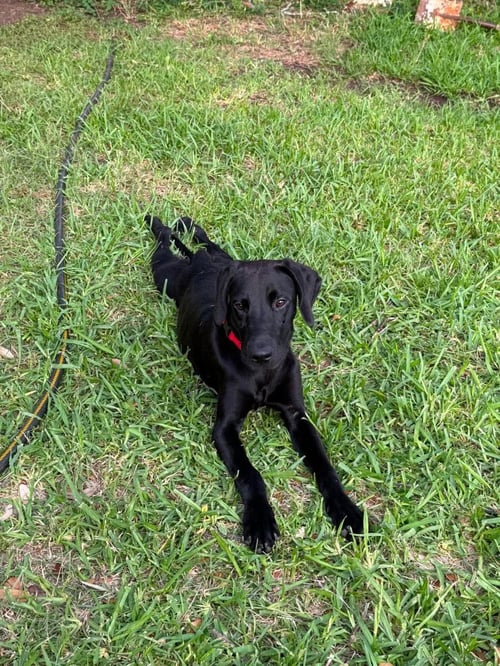 BINX - Great Dane available for adoption